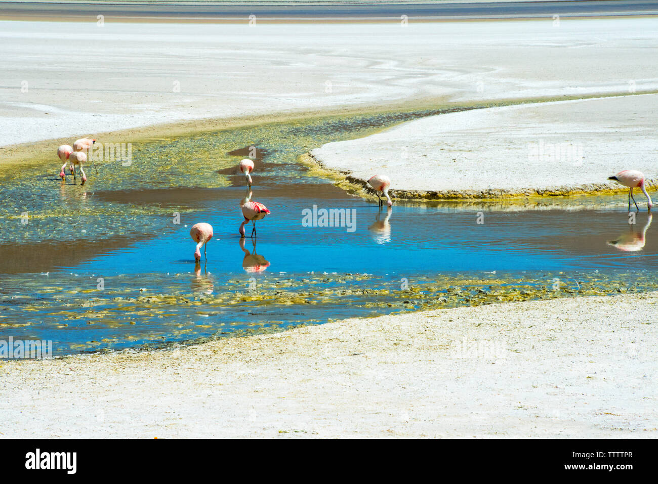 Flamingos in der Laguna Hedionda, Potosi, Bolivien Stockfoto