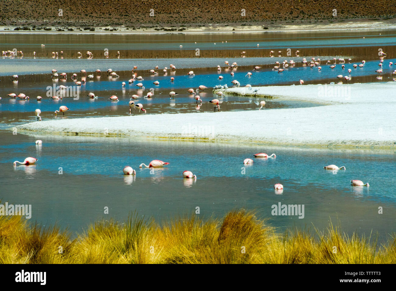 Flamingos in der Laguna Hedionda, Potosi, Bolivien Stockfoto