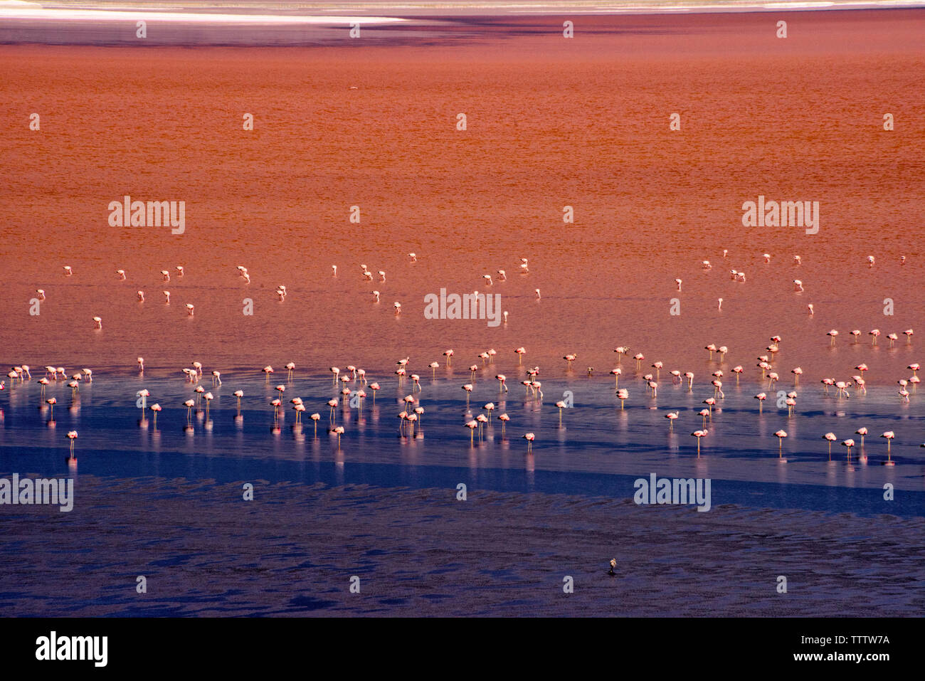 Flamingos in der Laguna Colorada, Eduardo Avaroa Fauna der Anden National Reserve, Potosi, Bolivien Stockfoto
