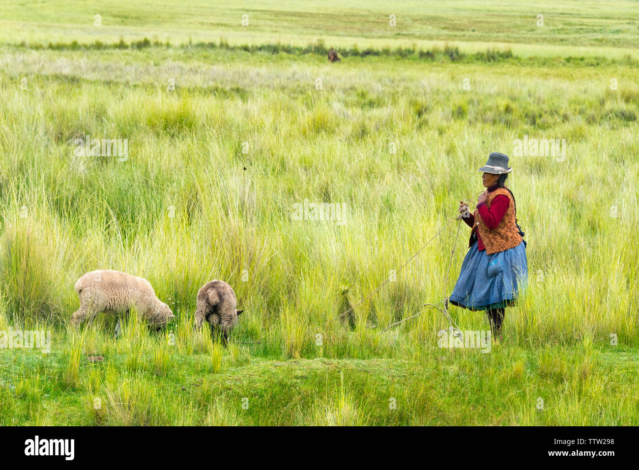 Quechua Frau Schafehüten, Quehue, Canas-provinz, Peru Stockfoto