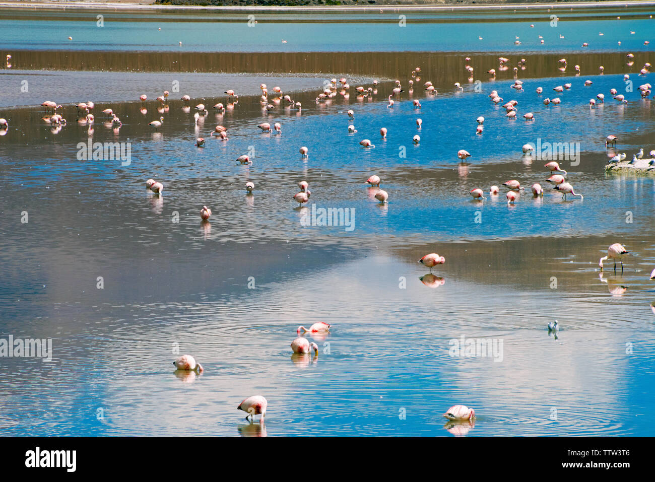 Flamingos in der Laguna Hedionda, Potosi, Bolivien Stockfoto