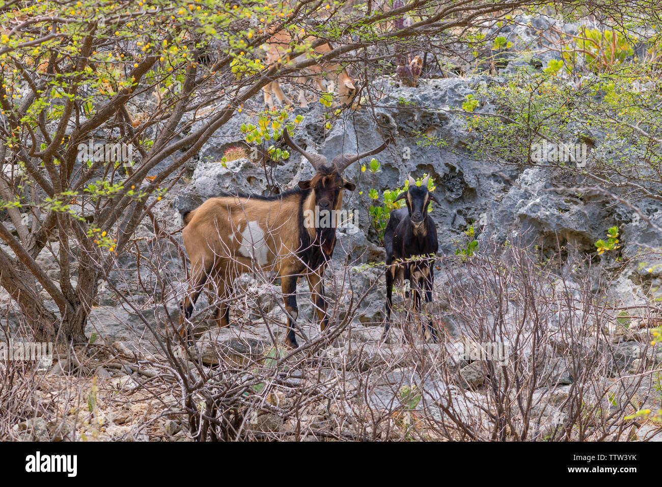 Wilde Ziege, Aruba Stockfoto