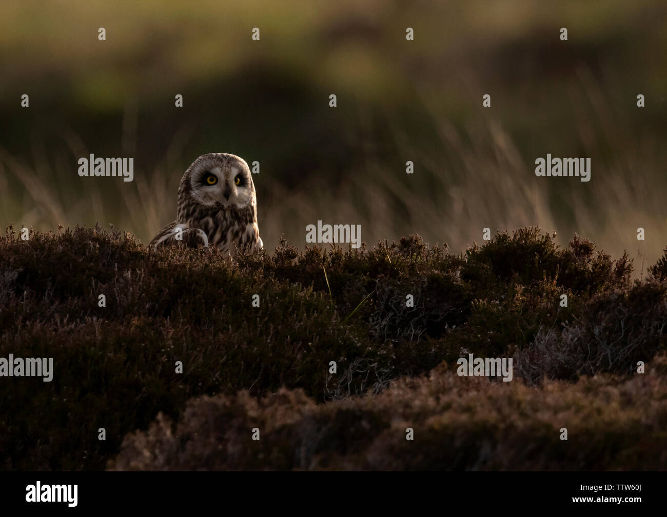 Eine wilde Short Eared Owl (Asio Flammeus) auf Moorland, North Uist, Äußere Hebriden, Schottland Stockfoto
