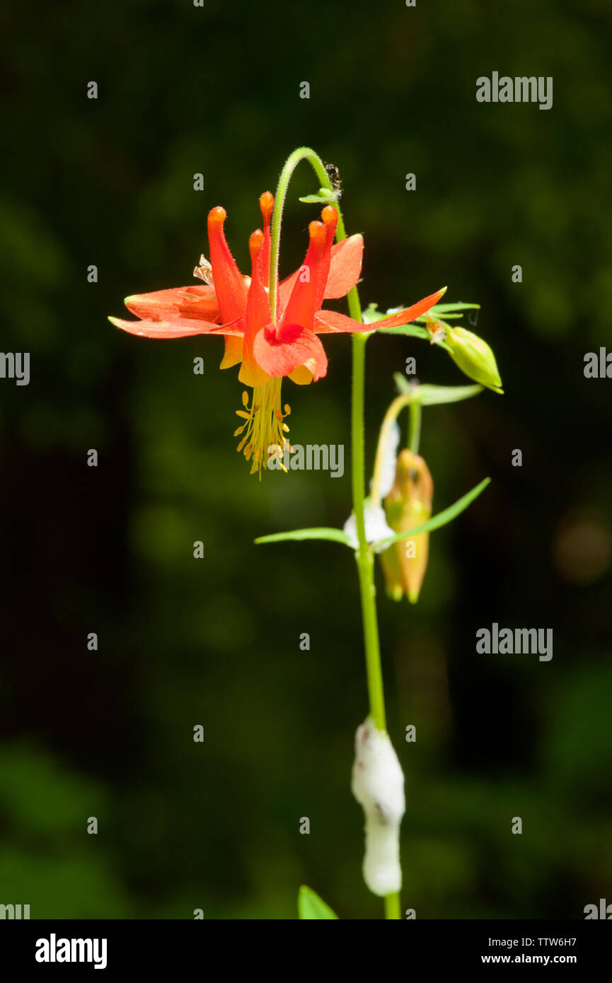 Ein Western Red Akelei (Aquilegia formosa) in Oregon Cascade Range. Stockfoto