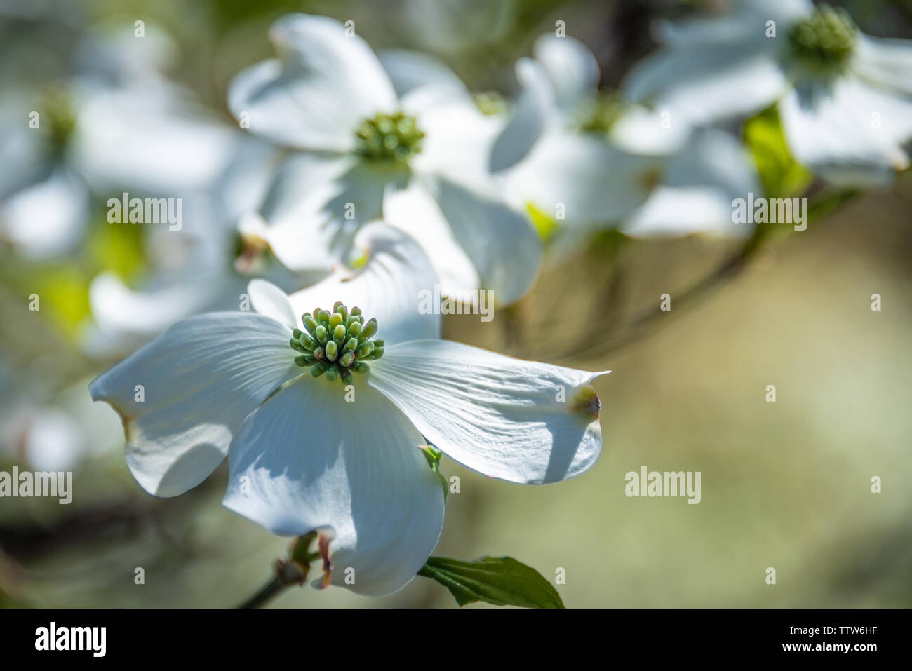 Weißer hartriegel Blüten. Stockfoto