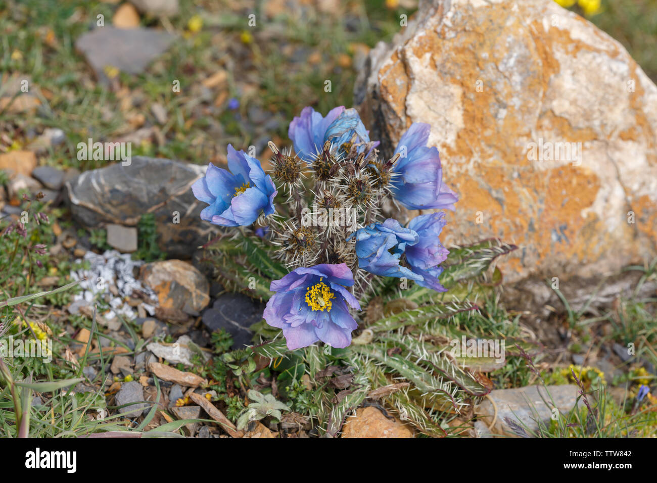 Nahaufnahme/Makro von Meconopsis Horridula, besser bekannt als stachelige Blue Poppy. Wunderschöne Blume, Papaveraceae Familie. In der Nähe von Nam Tso See, Tibet Stockfoto