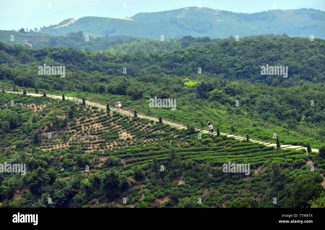Landschaft von Mao Jian Kaffee Berg, Xinyang, Provinz Henan Stockfoto