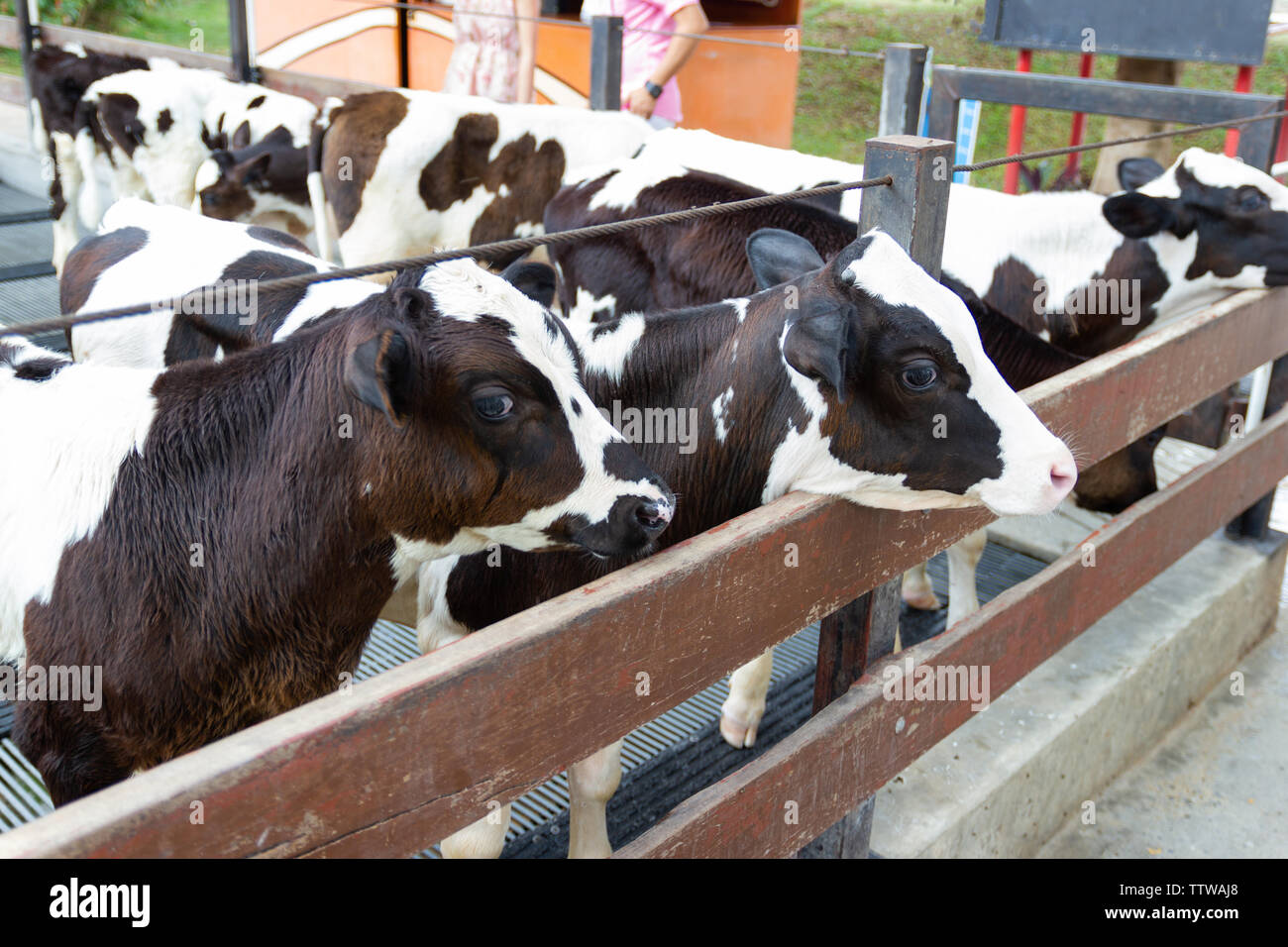 Viele junge Kuh sind die Kühe auf dem Bauernhof Thailand angehoben. Stockfoto