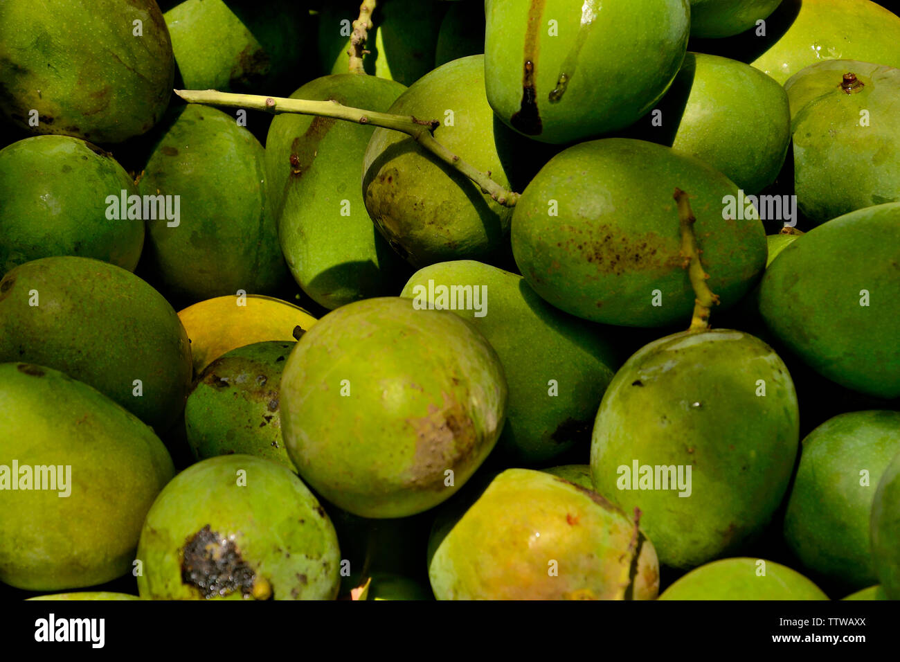 Nahaufnahme von rohen Mangos in einem Korb, Konkan-Gebiet, in der Nähe von Dapoli, Maharashtra, Indien Stockfoto