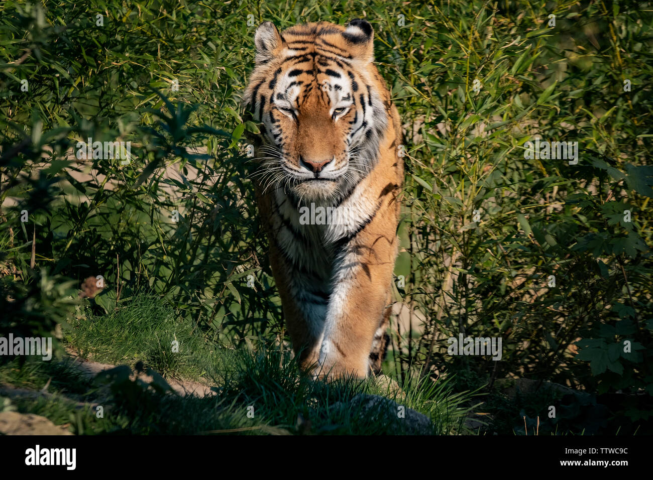 Close-up Tiger Stockfoto