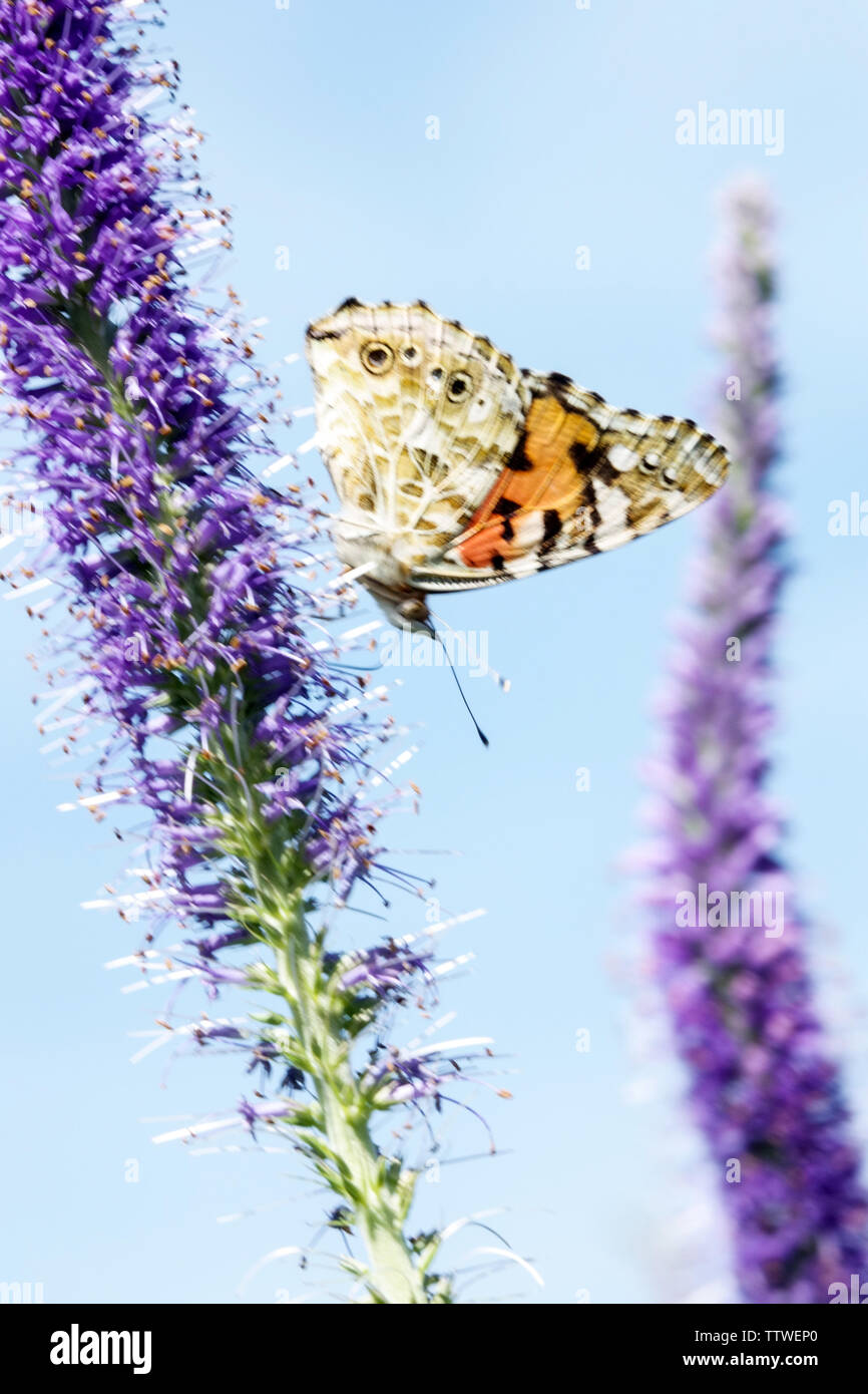 Gemalte Dame Schmetterling auf Blume Vanessa cardui Gartenblumen Schmetterling auf einer blauen Blume Fütterung Veronicastrum Schmetterling Schmetterling Schmetterling stehend Stockfoto