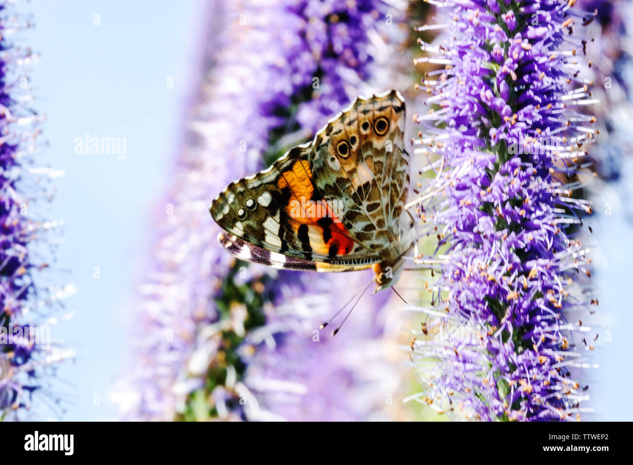 Schmetterling auf Blume hautnah - Veronicastrum, gemalte Dame Schmetterling Vanessa cardui Fütterung Nektar auf blauen Blumen Schmetterlingsgarten Stockfoto
