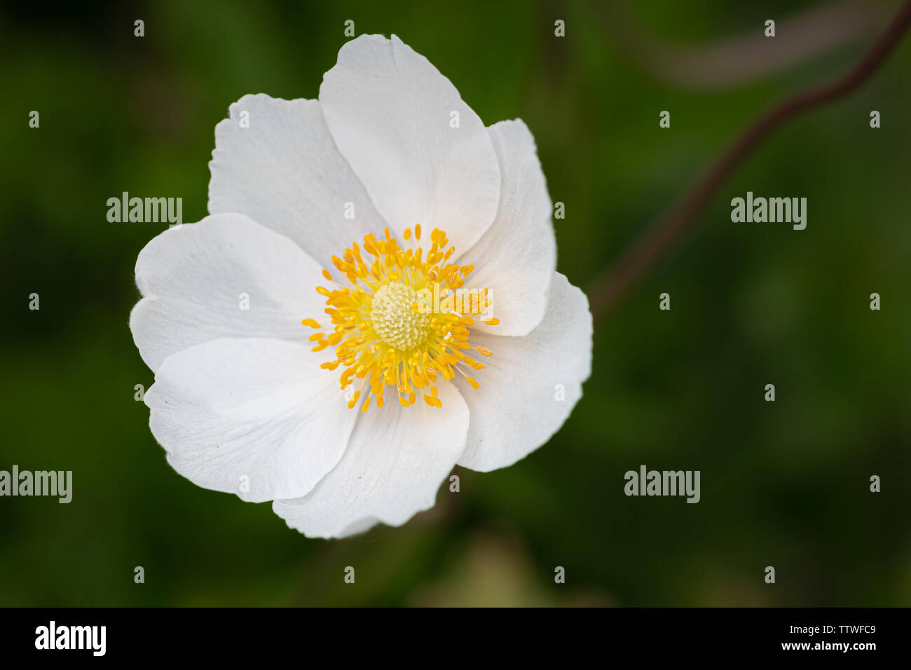 Anemone Blumen Stockfoto