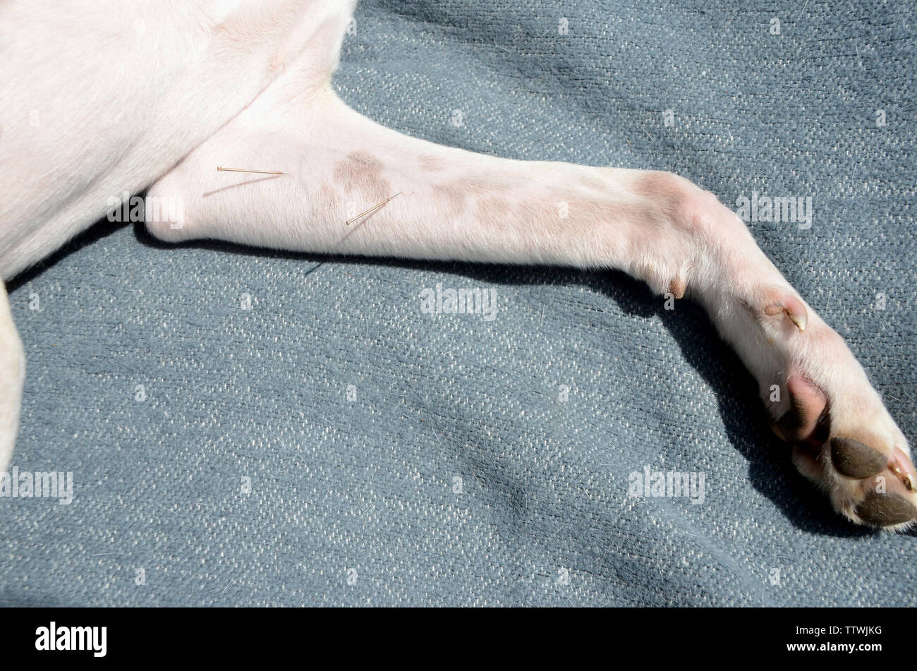 Weißer Hund mit Nadeln in den Unterarm Muskel eines vorderen Bein acupuncure. Stockfoto