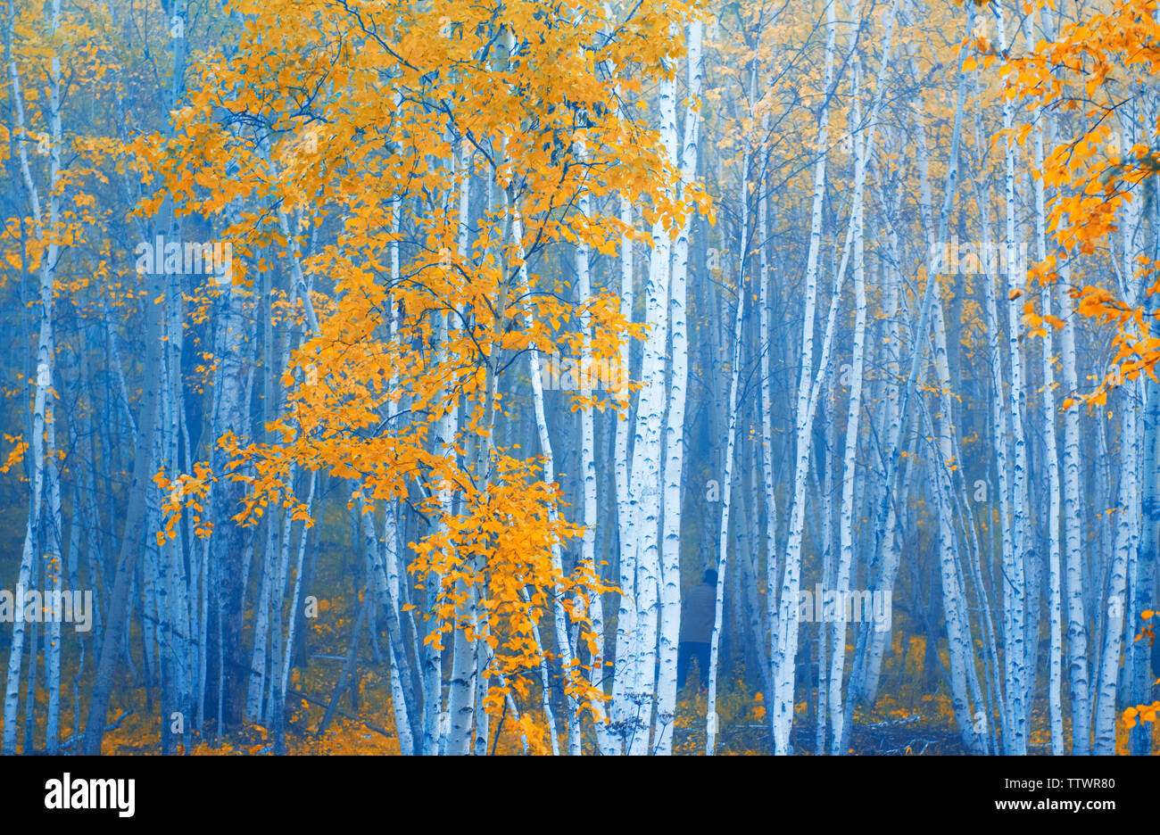 Birke im Herbst, im Stadt Genhe, der Inneren Mongolei gedreht Stockfoto