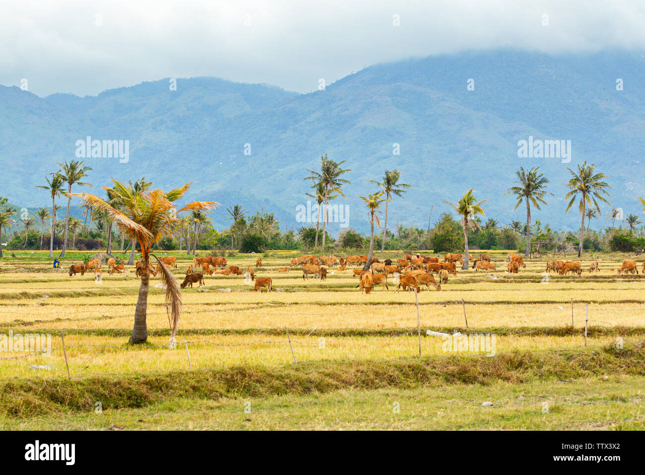 Friedlichen Landschaft mit Wiesen in Binh Thuan Provinz, Vietnam. Stockfoto