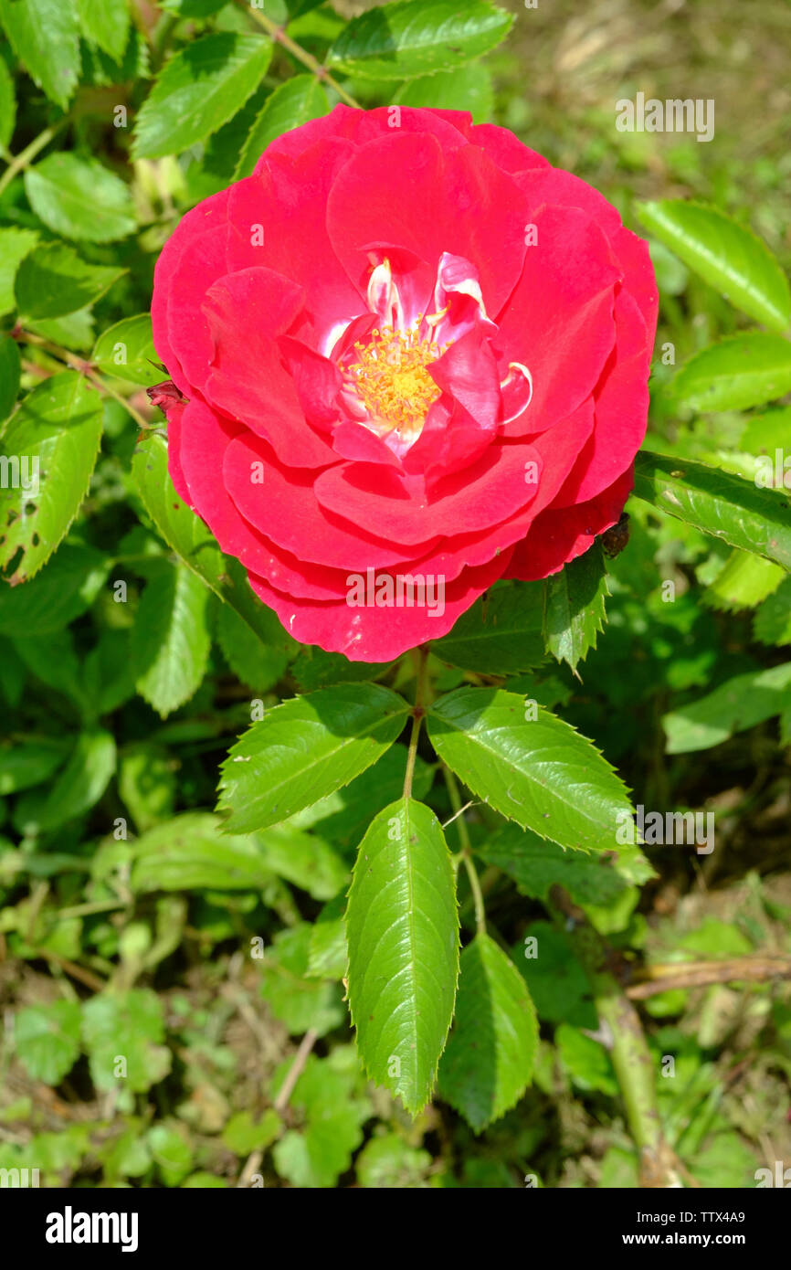 Leuchtend rosa Blume auf einem weitläufigen Rose in einem Garten zala Ungarn wächst Stockfoto