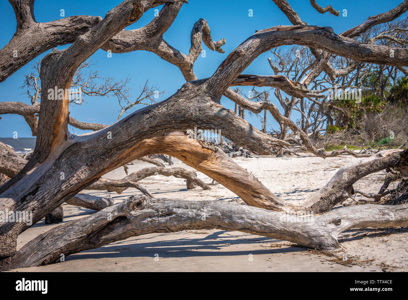 Driftwood Beach auf Jekyll Island im Südosten von Georgia. (USA) Stockfoto