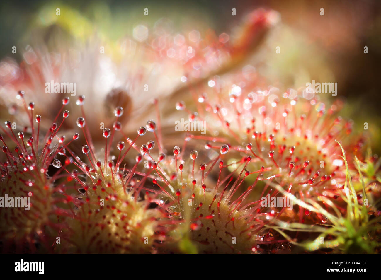 Sonnentau und schönen Bokeh Stockfoto