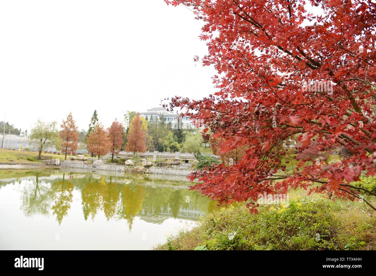 Schöne rote Blätter im Herbst Stockfoto