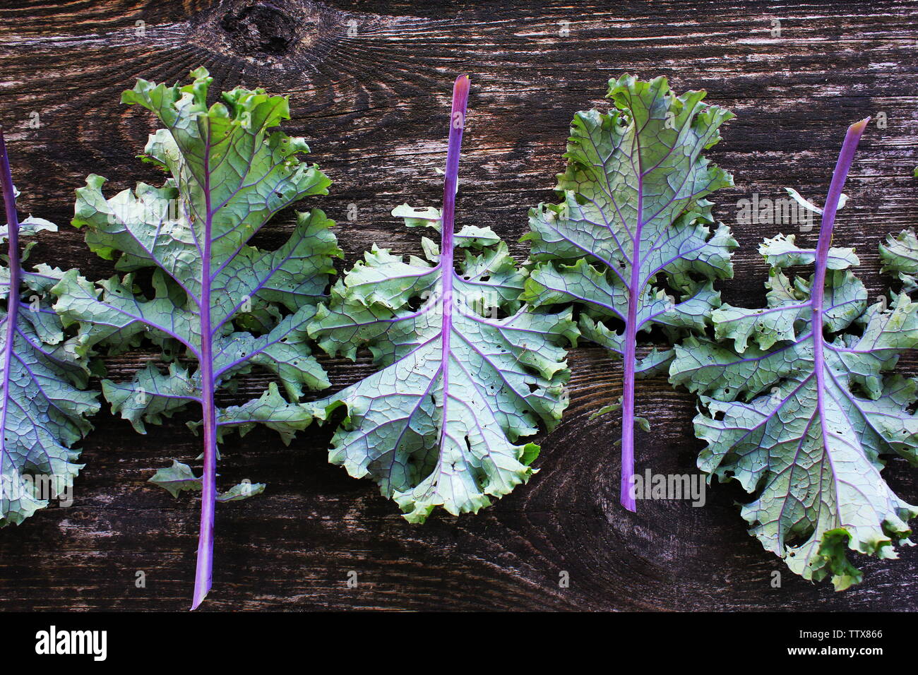 Rote Blätter oder Russischen kale Kale auf dunklem Hintergrund. Stockfoto