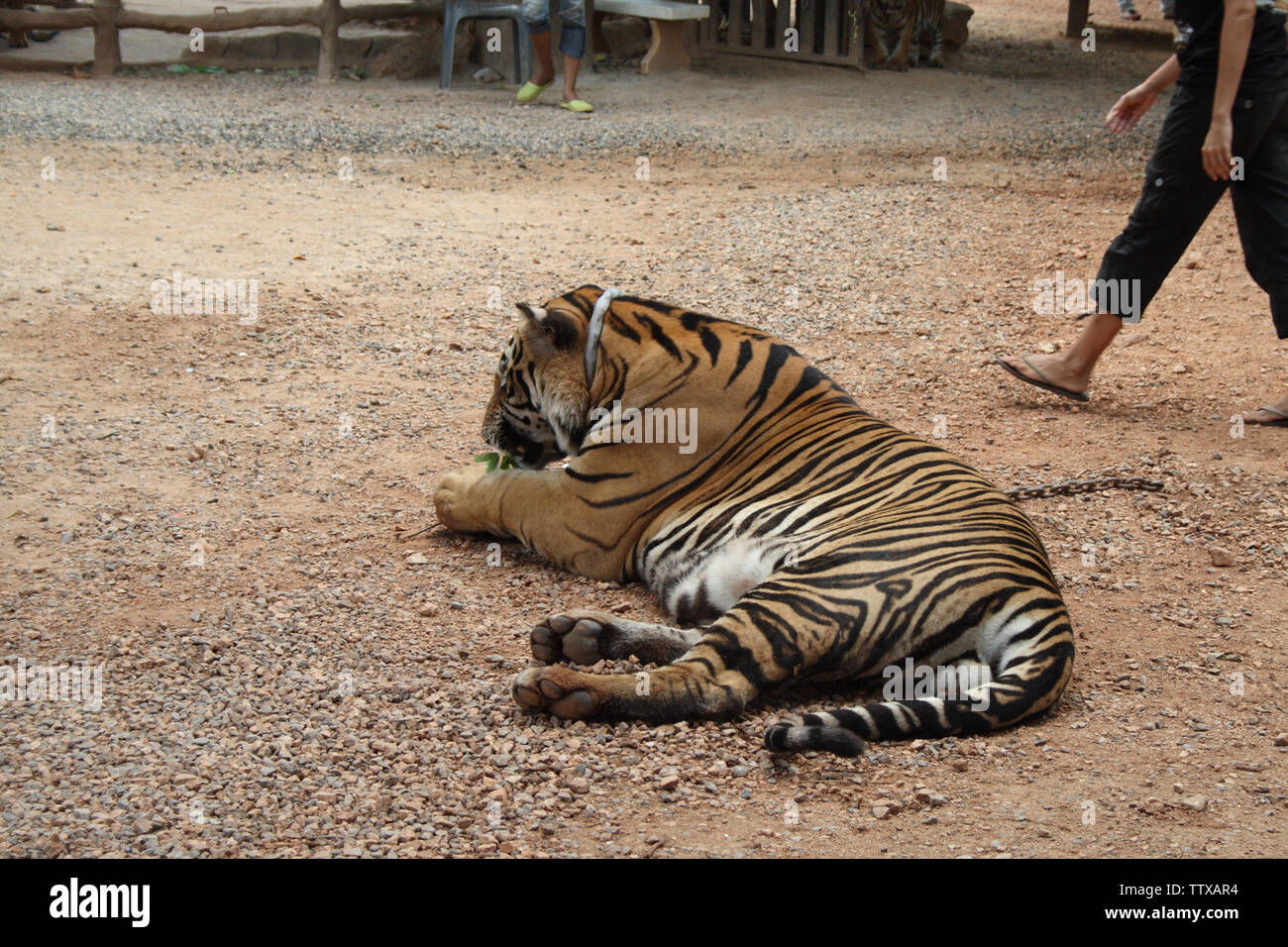 Tiger (Panthera tigris), der auf dem Feld ruht, Tiger Temple, Sai Yok, Kanchanaburi, Thailand Stockfoto