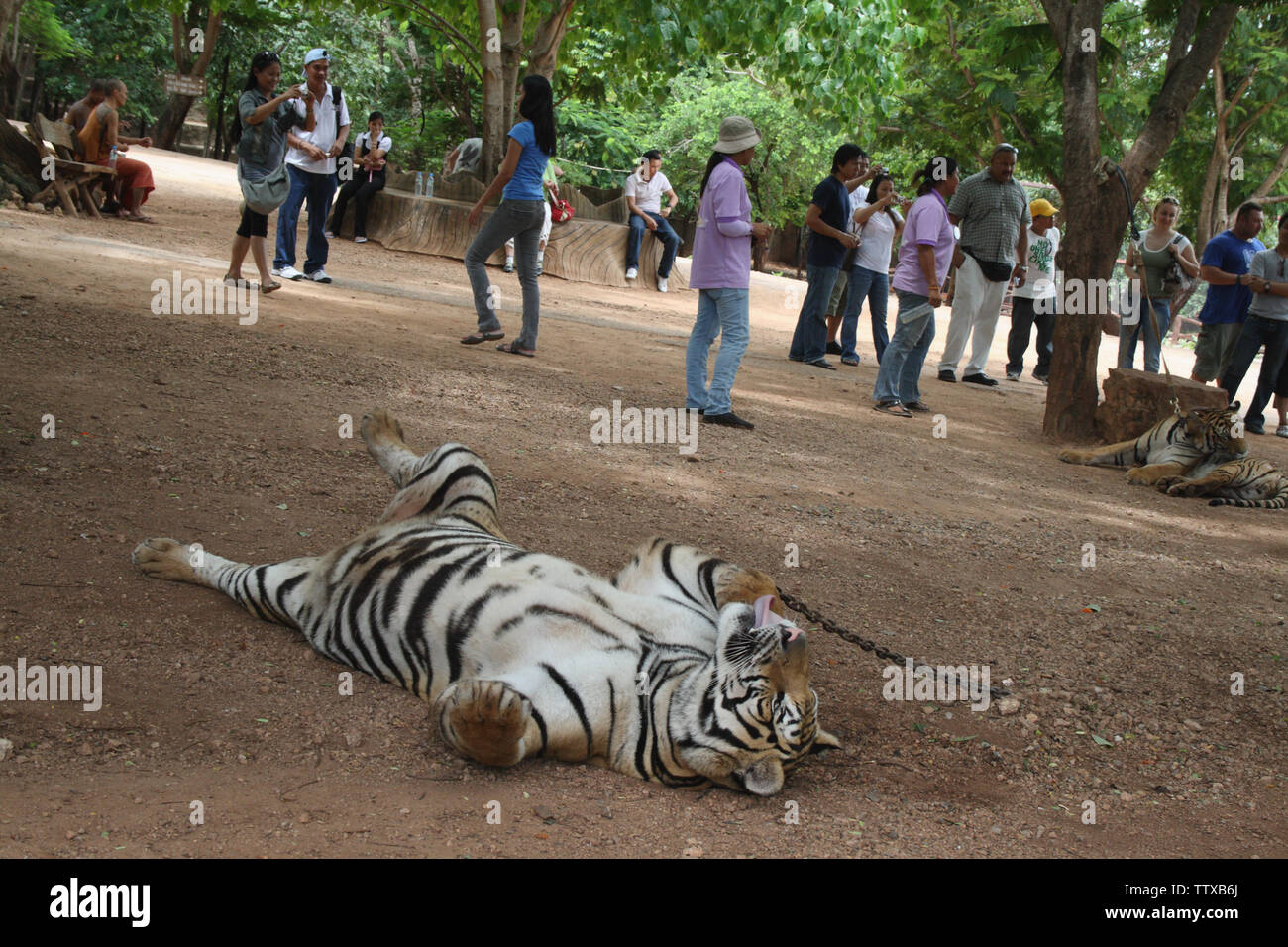 Tiger (Panthera tigris) ruhen auf dem Feld, Tiger Temple, Sai Yok, Kanchanaburi, Thailand Stockfoto