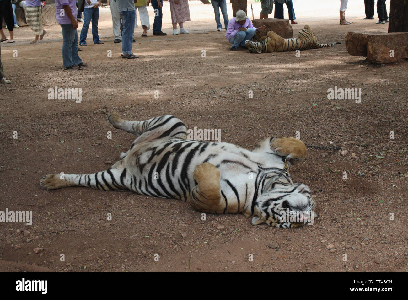Tiger (Panthera tigris) ruhen auf dem Feld, Tiger Temple, Sai Yok, Kanchanaburi, Thailand Stockfoto