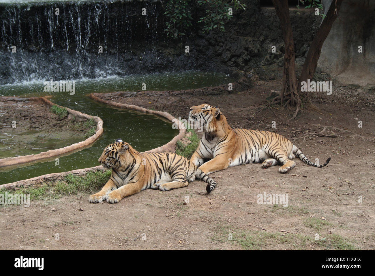 Zwei Tiger (Panthera tigris), die am Ufer des Flusses ruhen, Tiger Temple, Sai Yok, Kanchanaburi, Tha Stockfoto