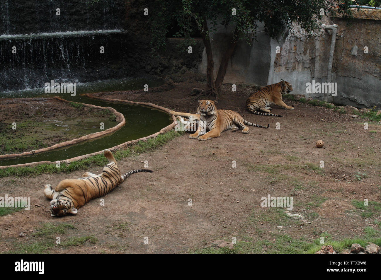 Vier Tiger (Panthera tigris), die am Ufer des Flusses ruhen, Tiger-Tempel, Sai Yok, Kanchanaburi, Th Stockfoto