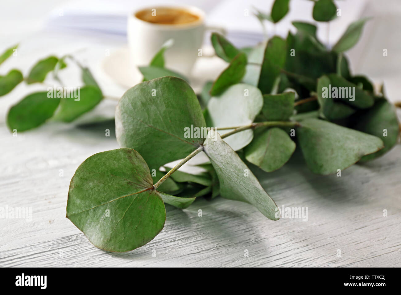 Grün Zweig Eukalyptus, Nahaufnahme Stockfoto