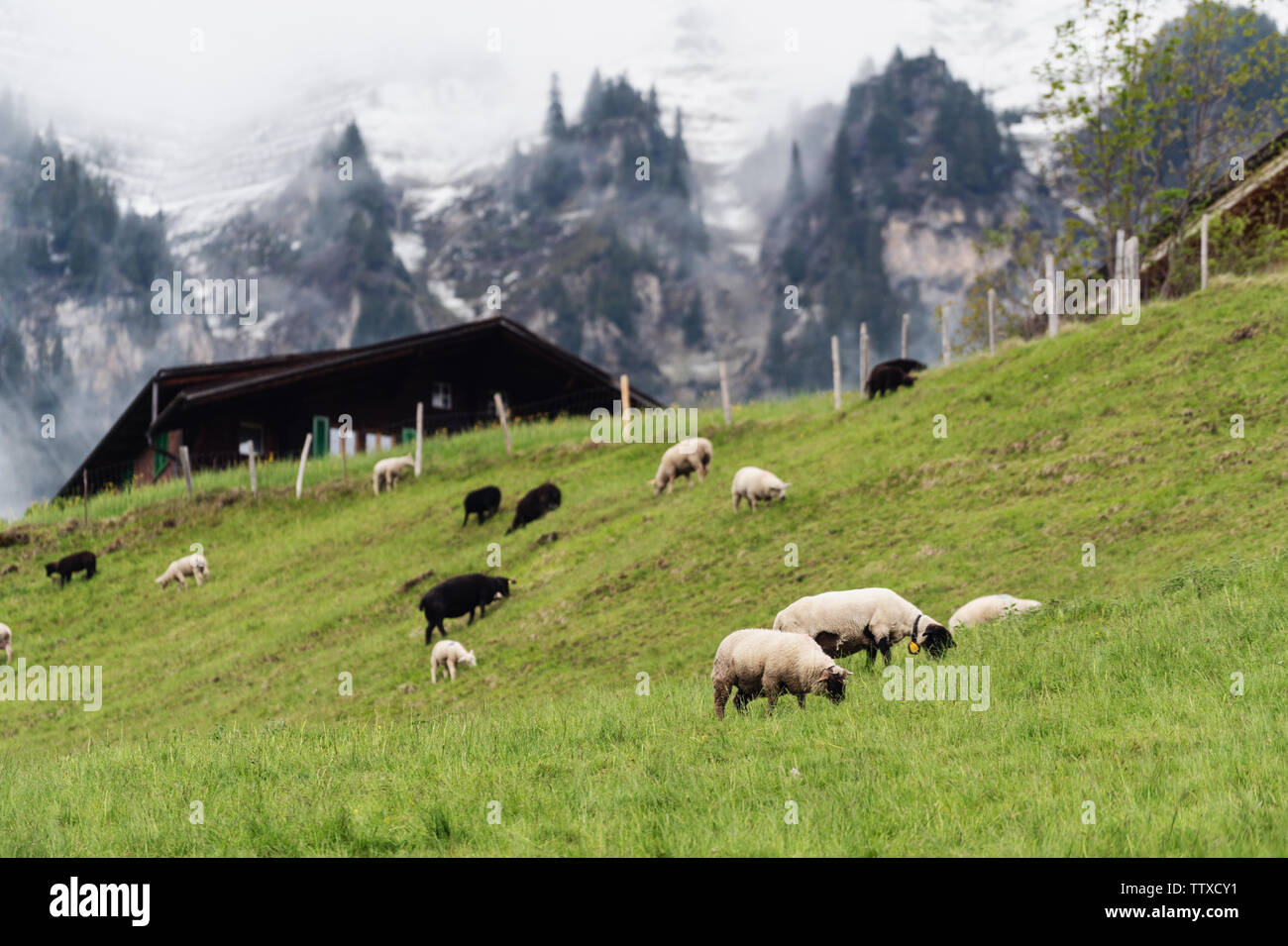 Landschaft Kulturlandschaft im Sommer mit Schafen in der Schweiz Stockfoto