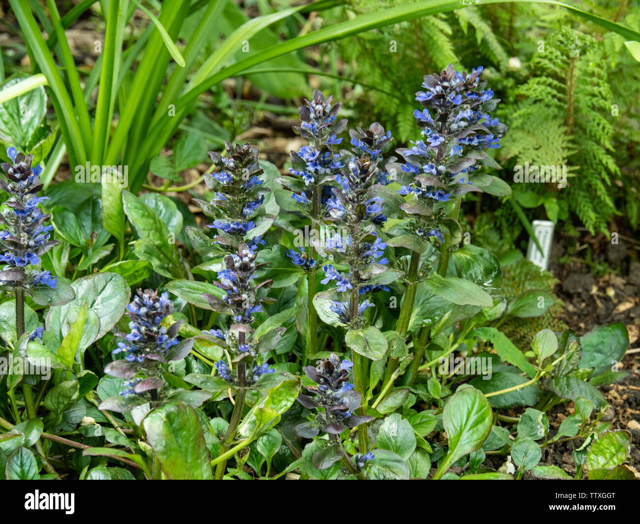 Ajuga Catlins Riese auf dem Boden in einem schattigen Grenze Stockfoto