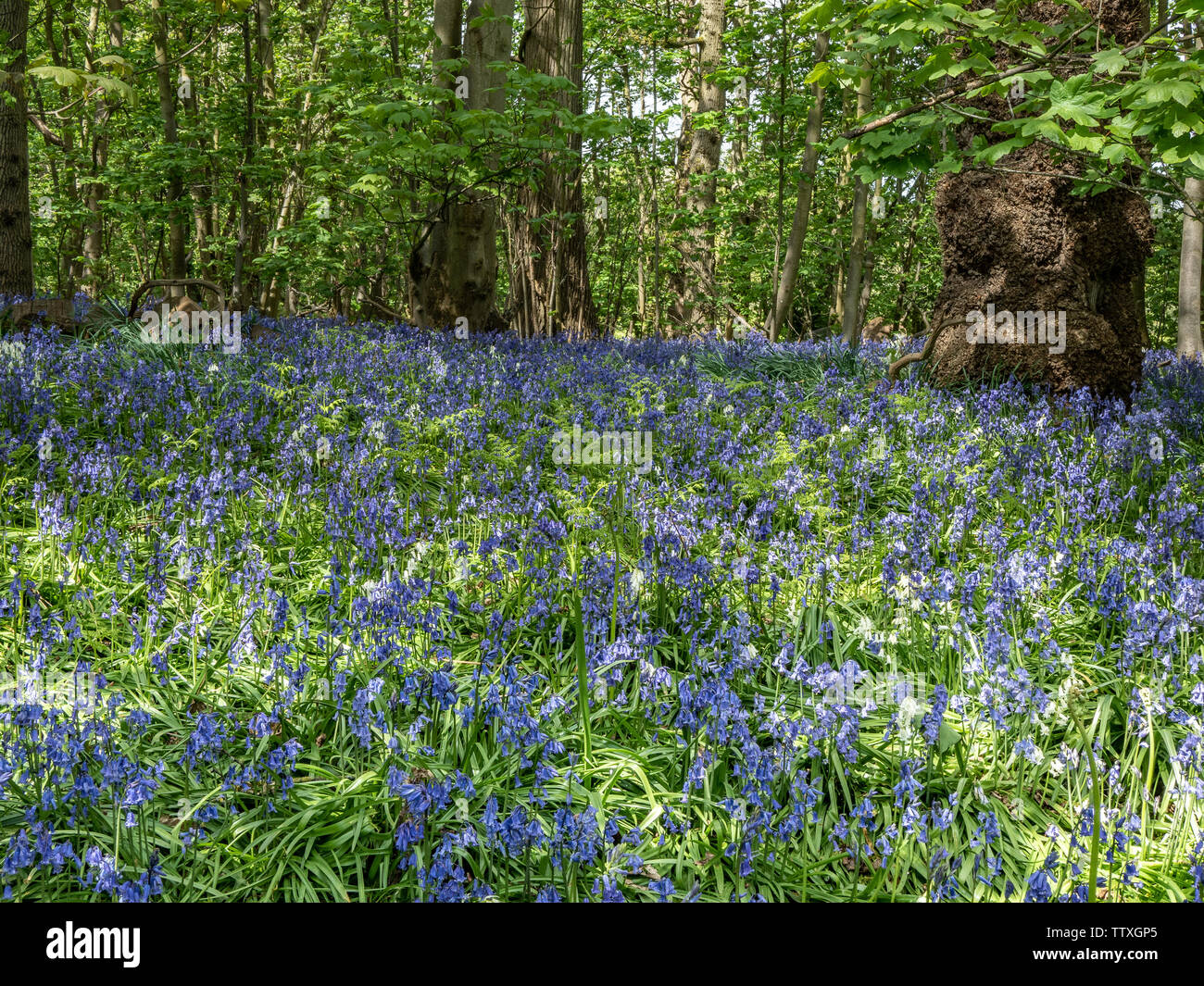 Einen ruhigen Blick auf Bluebell Woods an einem sonnigen Tag Stockfoto