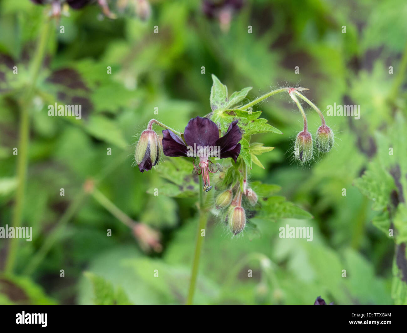 Eine Nahaufnahme der Schokolade in der bunten Blumen von Geranium phaeum Samobor Stockfoto