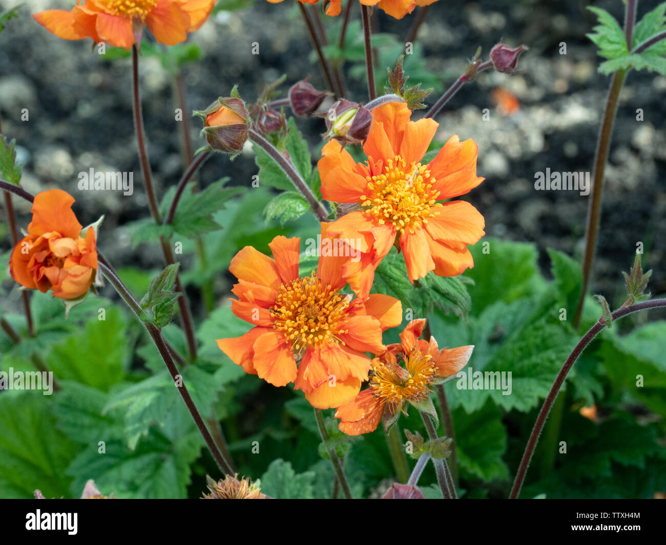 Eine Nahaufnahme des markanten orangen Blüten von Geum Sea Breeze Stockfoto