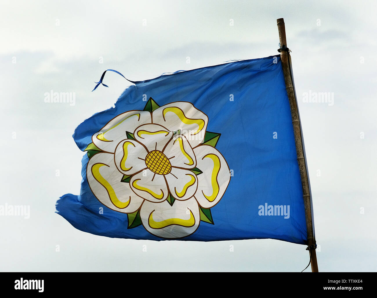 Beschädigte Yorkshire Rose Flagge. Stockfoto