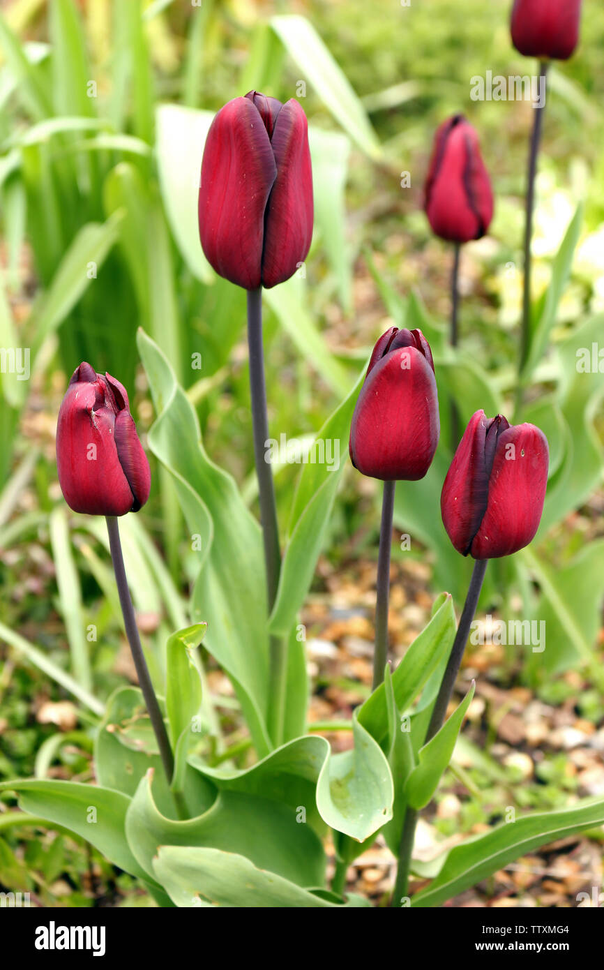 Eine Gruppe von roten Tulpen Wachsen Stockfoto