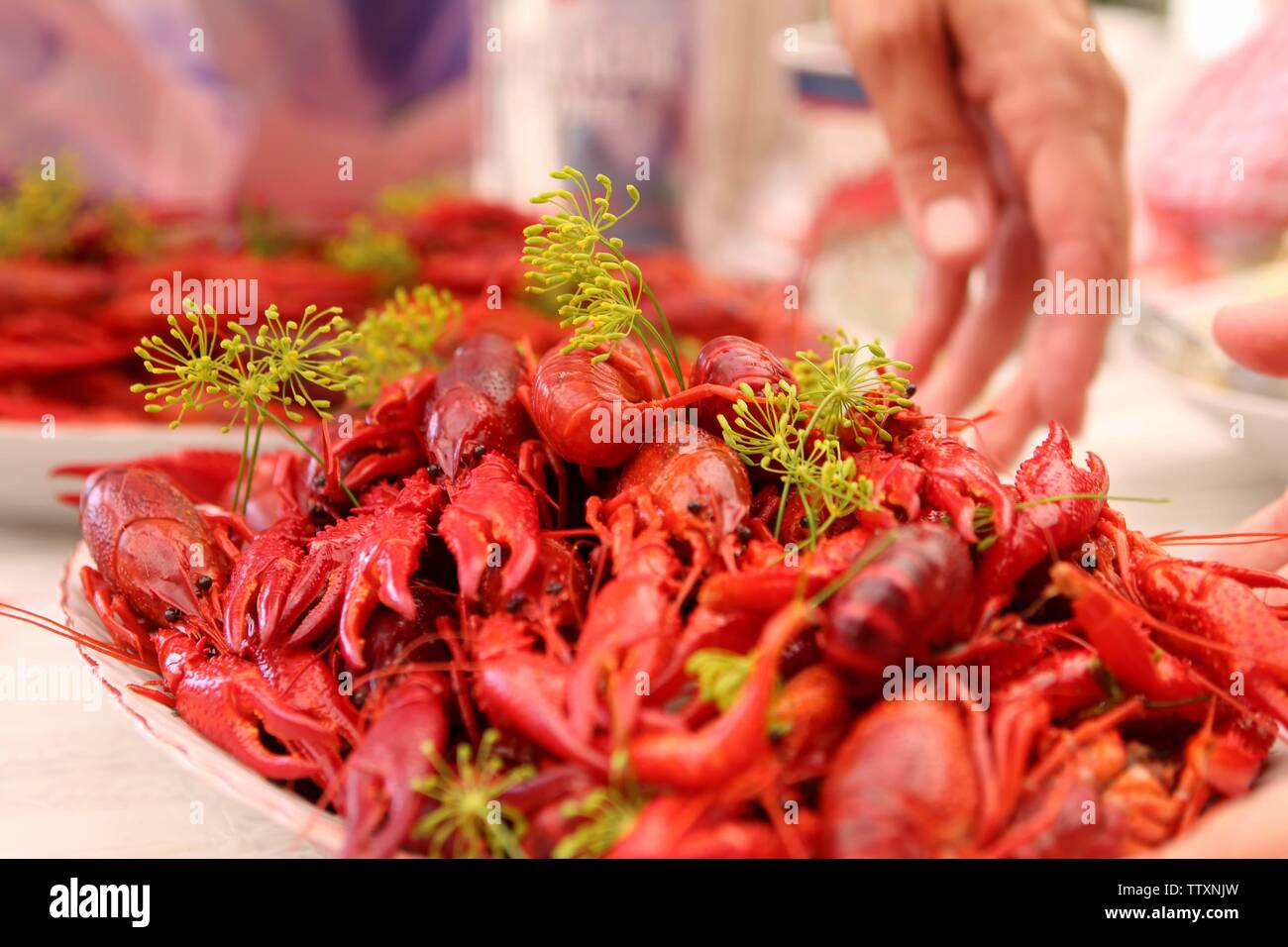 Traditionelle schwedische Langusten, Hummer und Krabben Partei Abendessen Stockfoto