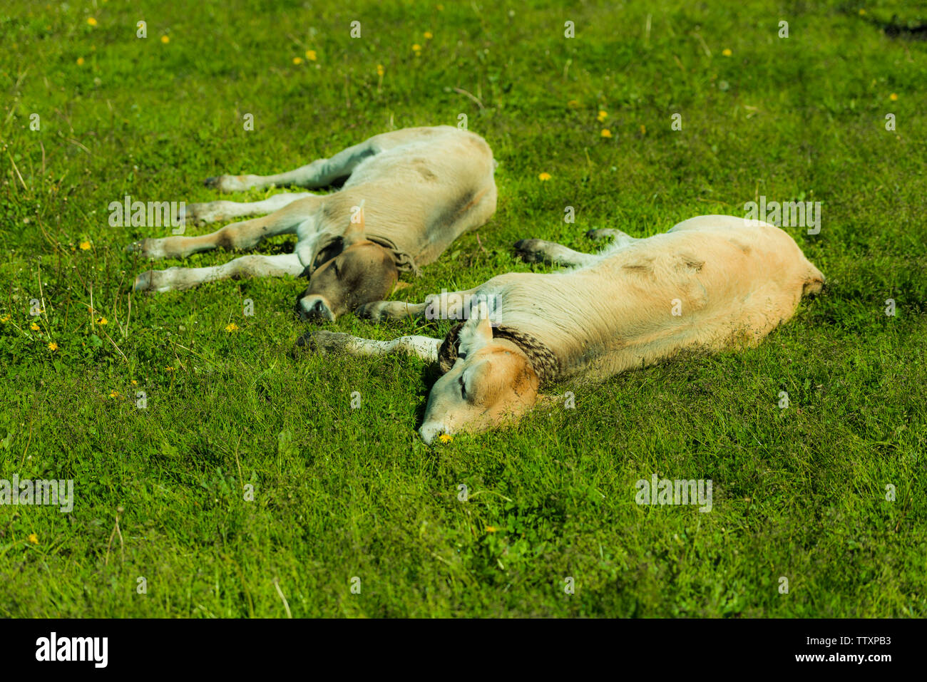 Juni Tag in Yili, Xinjiang Stockfoto