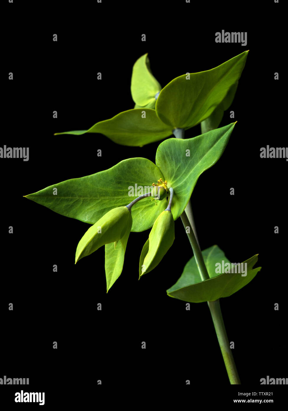 Nahaufnahme von Blumen der Caper Wolfsmilch (Euphorbia Lathyris) Pflanze auf schwarzem Hintergrund isoliert. Stockfoto