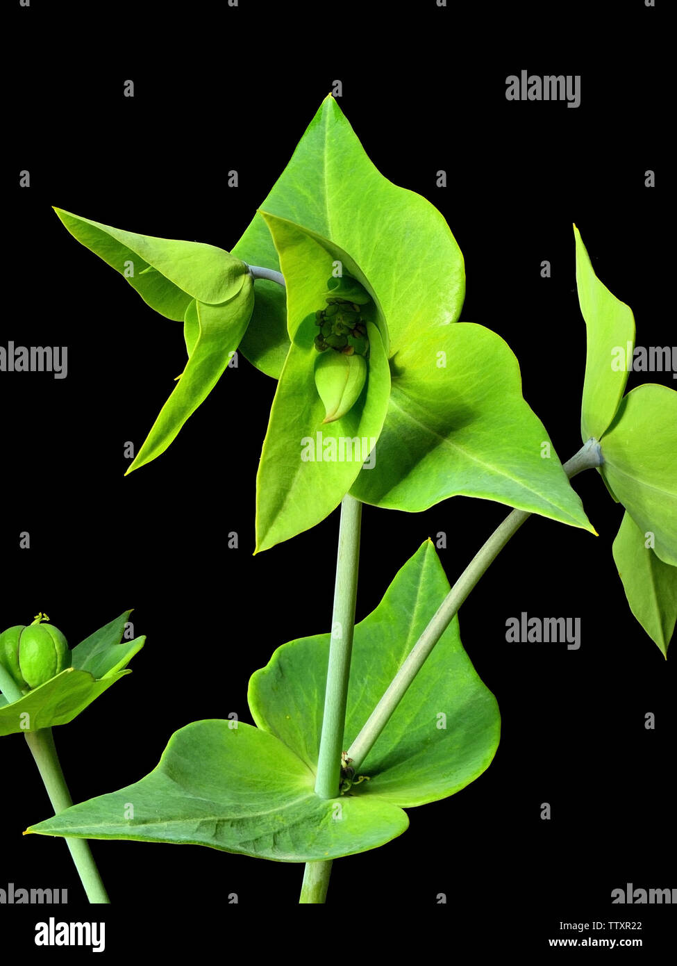 Fokus gestapelt Nahaufnahme von Blumen der Caper Wolfsmilch (Euphorbia Lathyris) Pflanze auf schwarzem Hintergrund isoliert maximale Tiefe der Schärfe zu geben. Stockfoto