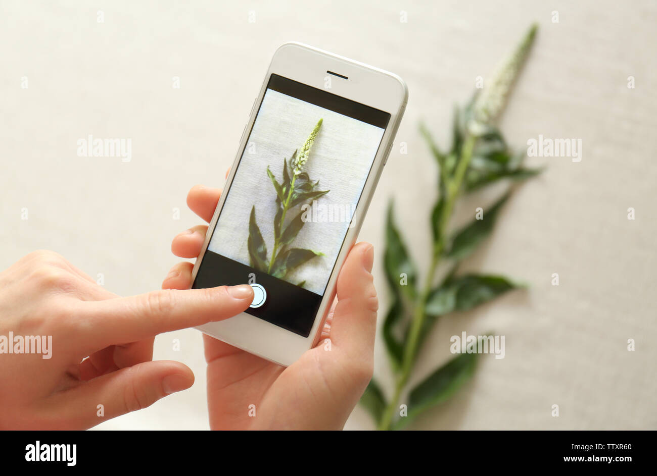 Weibliche Hände unter Foto der Pflanze mit Smartphone Stockfoto