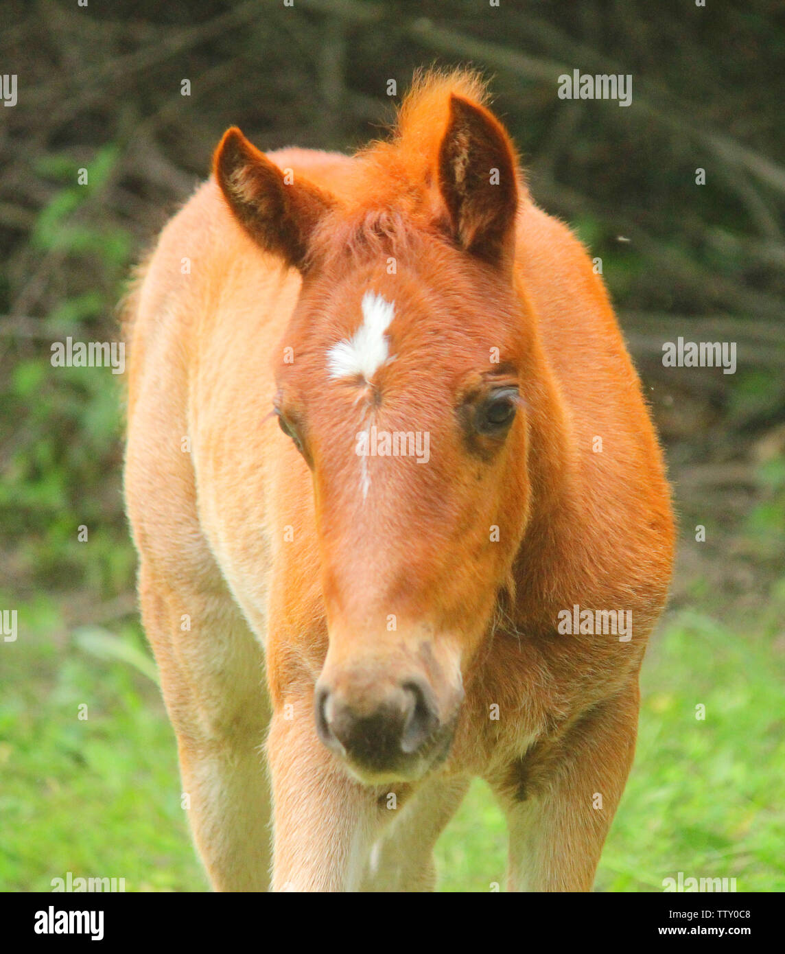 Eine kleine braune Fohlen auf der Weide Stockfoto
