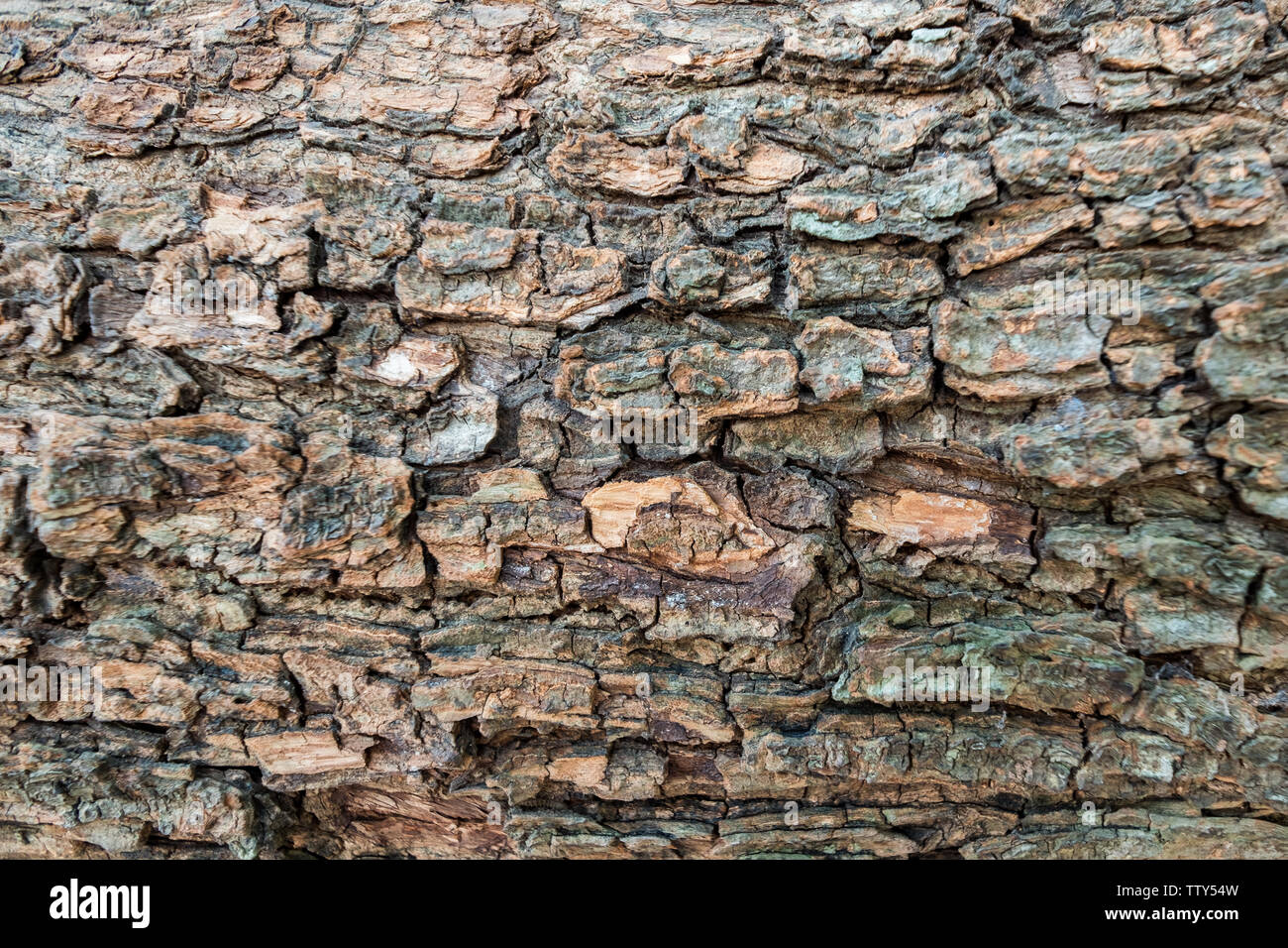 Braun raue Oberfläche Holz- Rinde Textur Hintergrund Stockfoto
