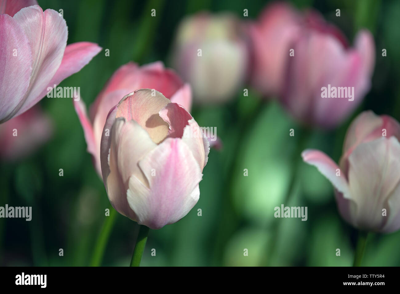 Schönen weiß-rosa Tulpe mit] blurry Blumen als bokeh Hintergrund. Flache Fokus der hinteren Blütenblätter. Stockfoto