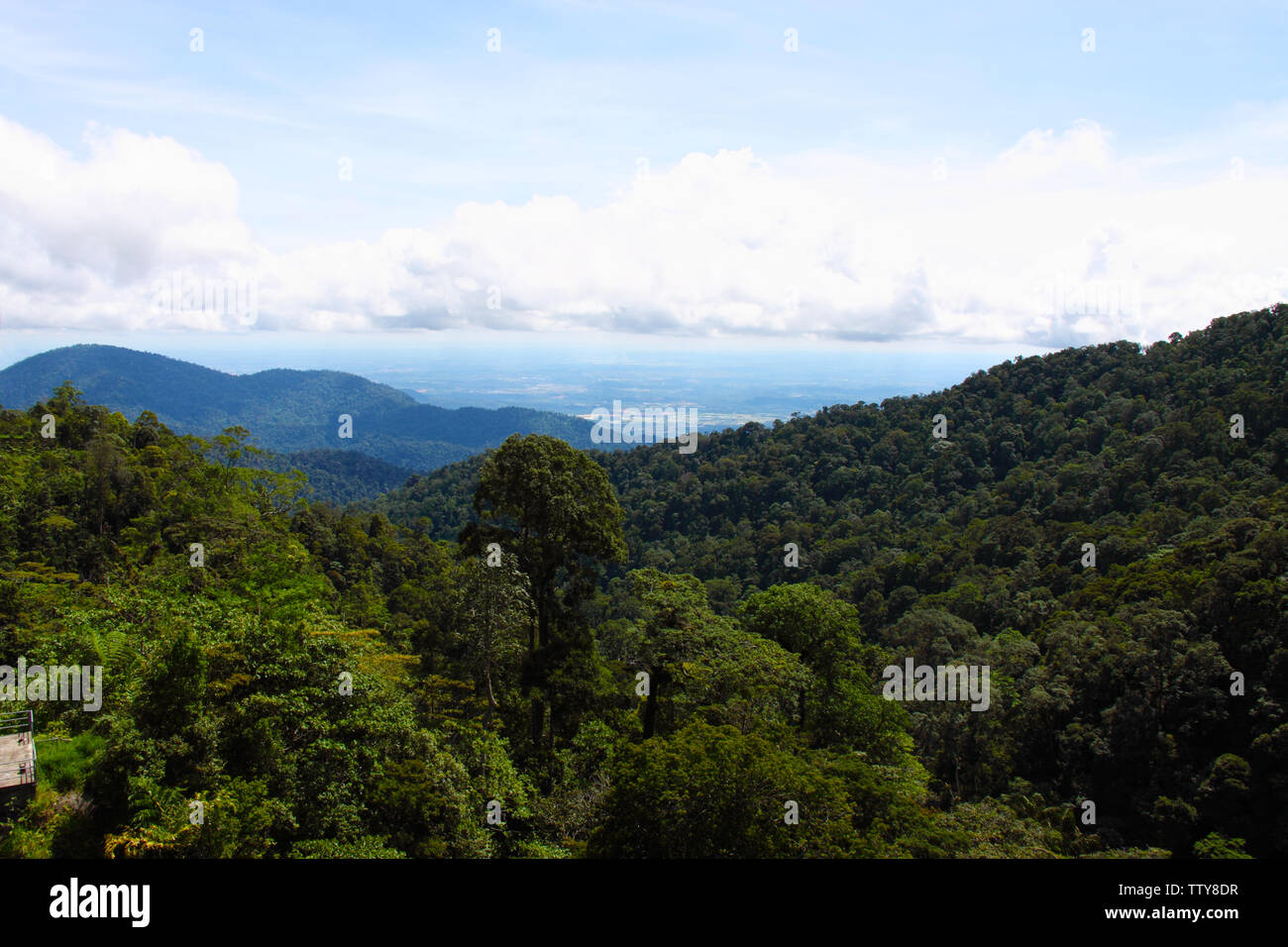 Blick auf einen Wald, Langkawi Island, Malaysia Stockfoto