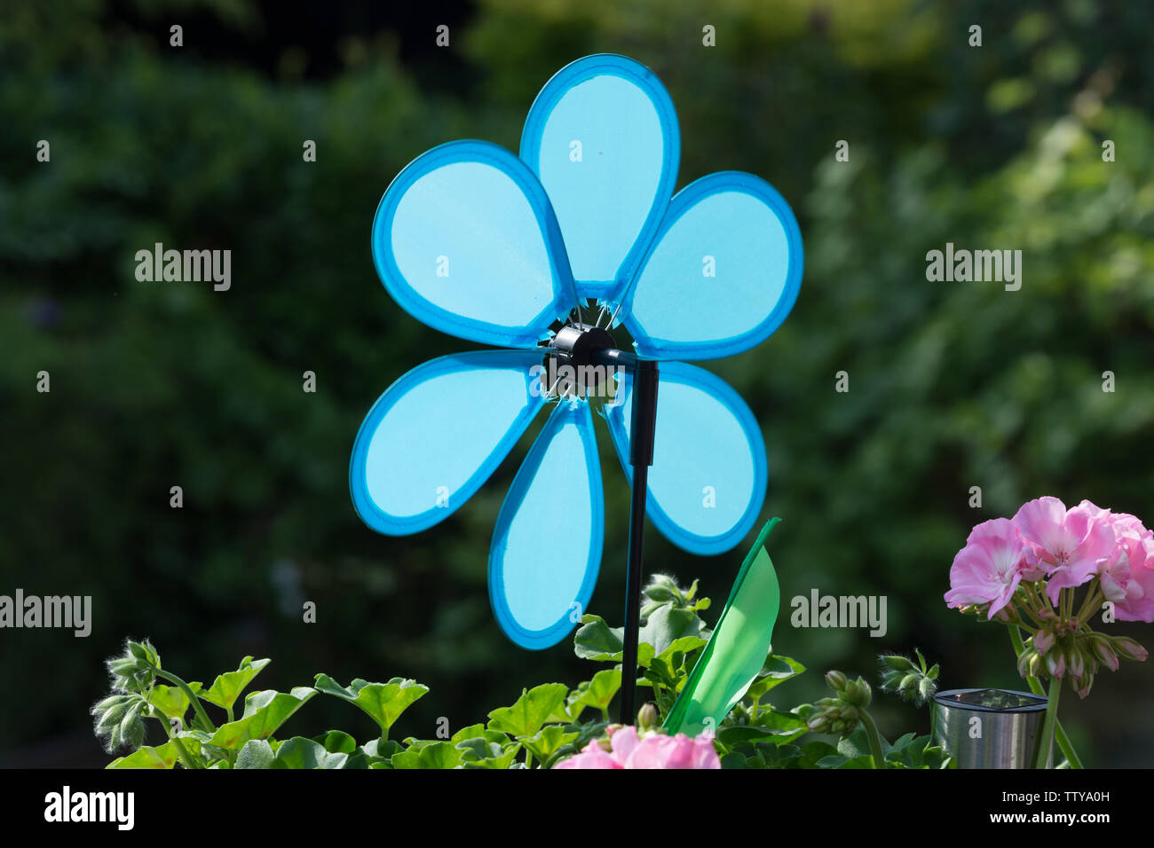 Bunte Aeonium haworthii Pinwheel Stockfoto