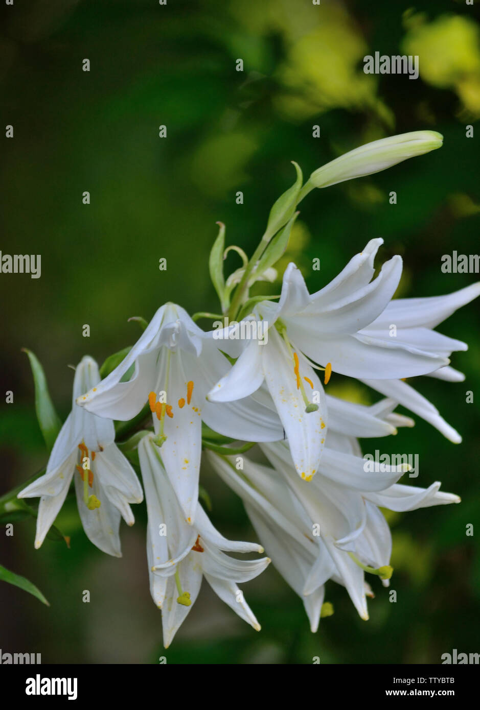 Weiße Madonna - Lily, Lilium Candidum Stockfoto