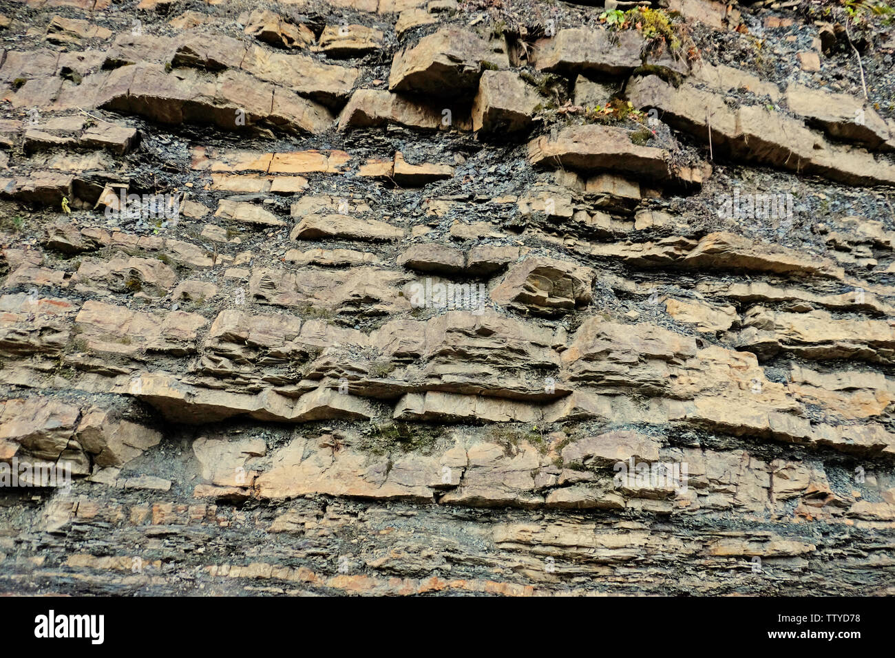 Nahaufnahme der Big Rock im Wald Stockfoto
